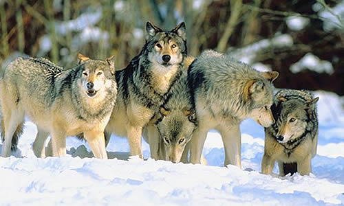 3WolfPack.jpg
