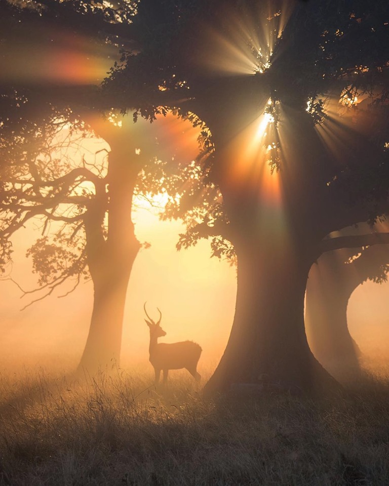 BuckSunburst.jpg