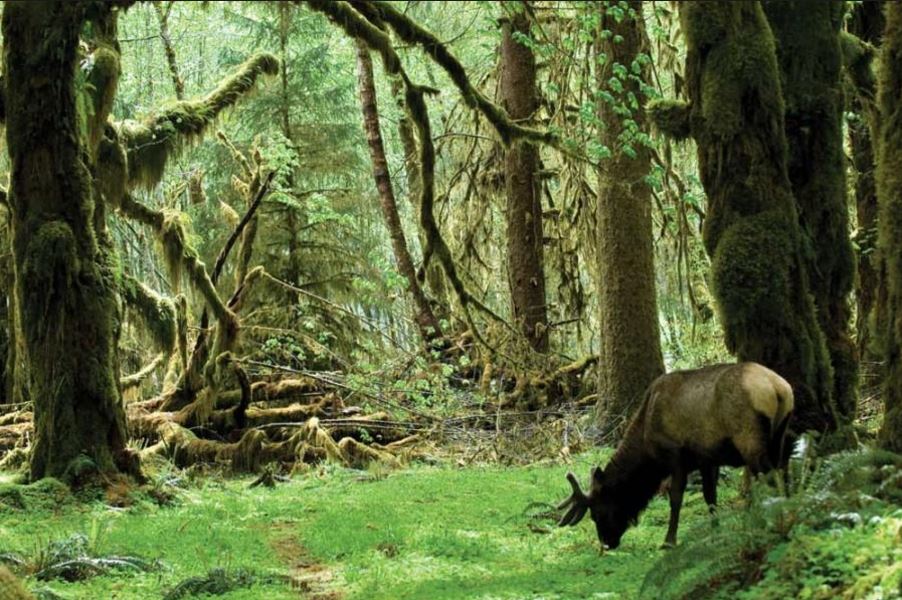 ElkAncientForest_Oregon.JPG