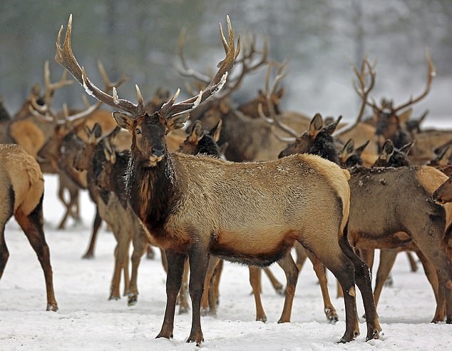 OregonElk_Jan2017.jpg