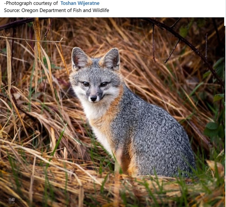 OregonGrayFox_byToshanWijeratne.jpg