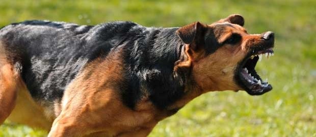 attackDog.jpg