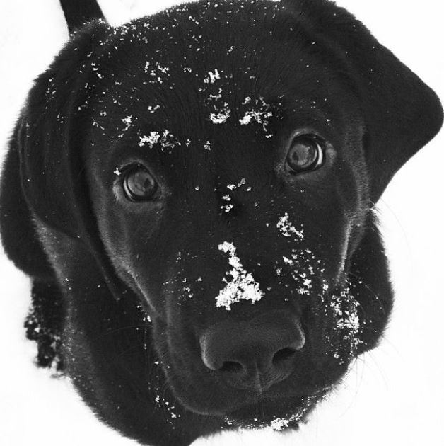 Kuja6_blacklabpupsnow.JPG