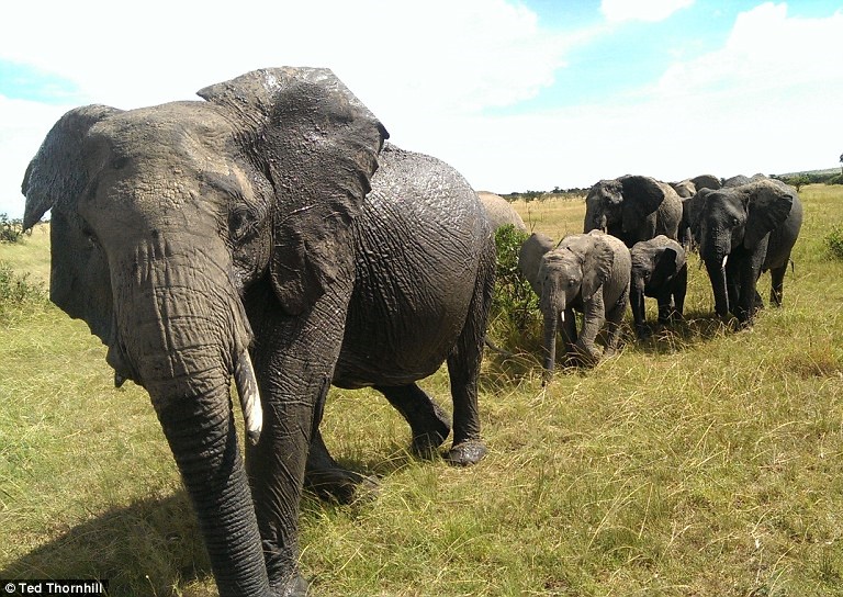 2elephantFamily.jpg