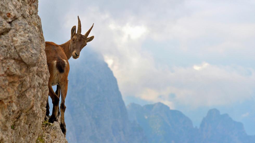 MeshaMtnGoat.jpg