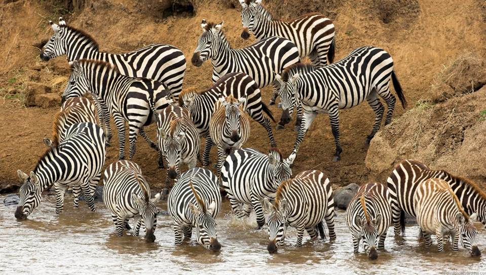 FamilyZebra.png