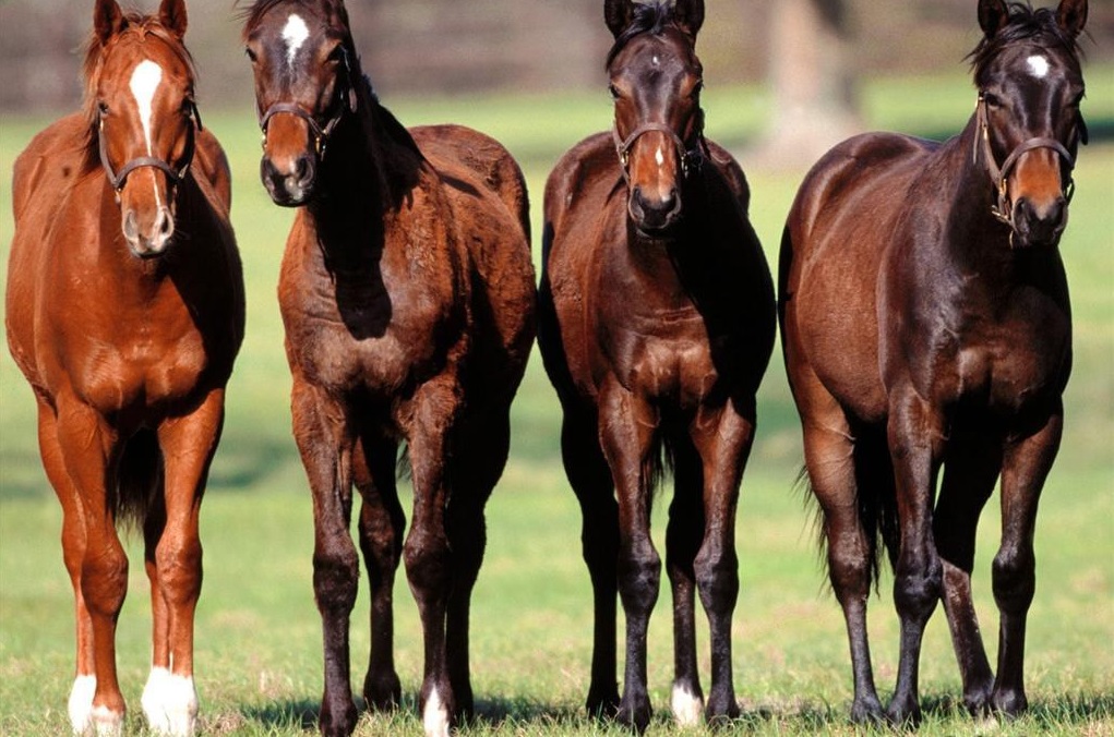 Azvini_thoroughbreds.jpg