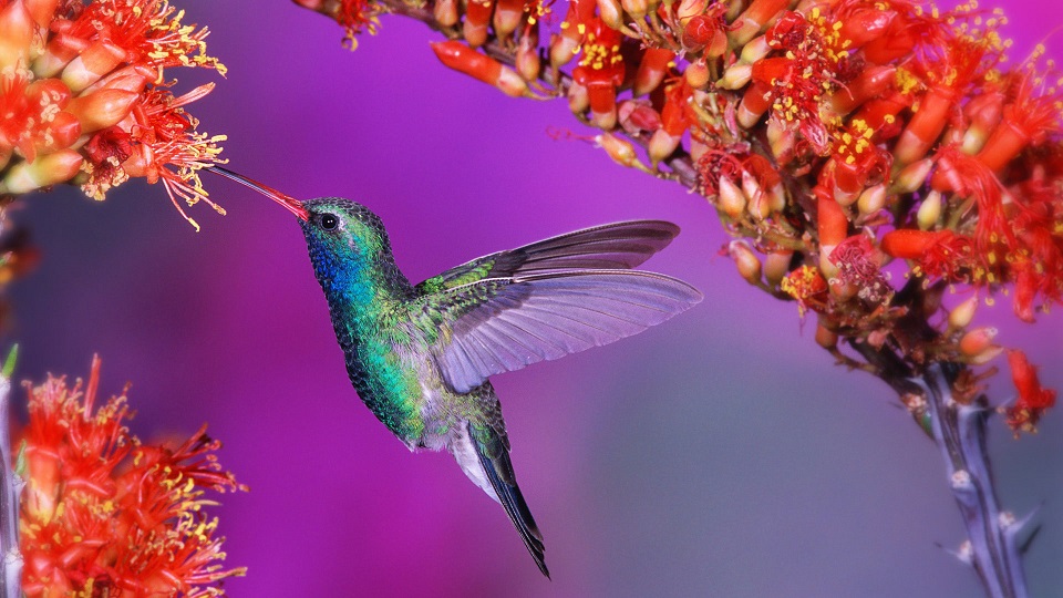 purvaphalguni_hummingbird.jpg