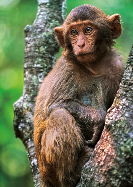 MacaqueMonkeyBangla.jpg