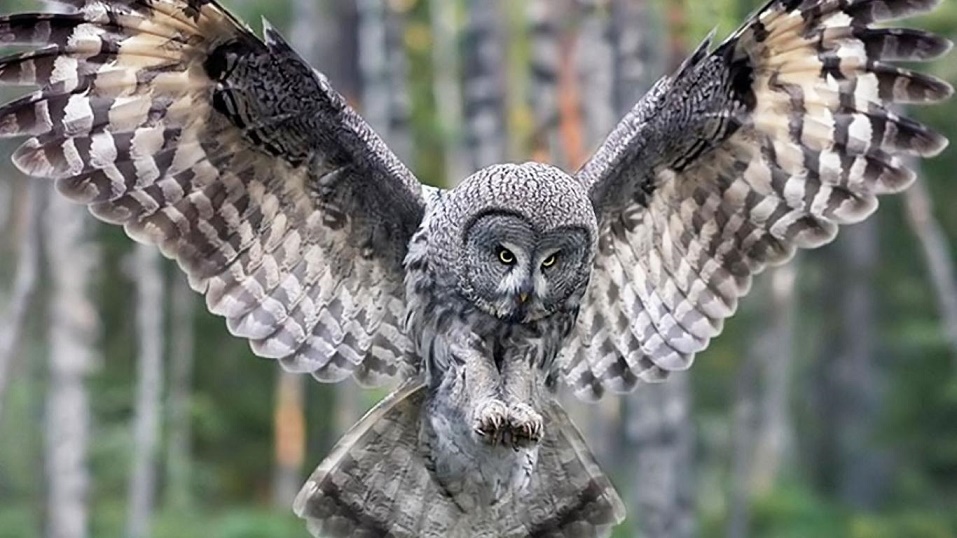 owl.jpg