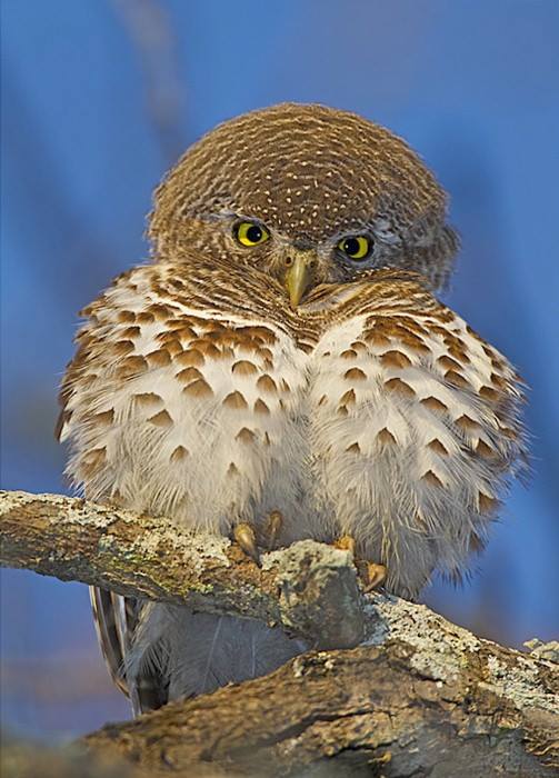 AfricanBarredOwlet_SoAfrica_RWienand.jpg