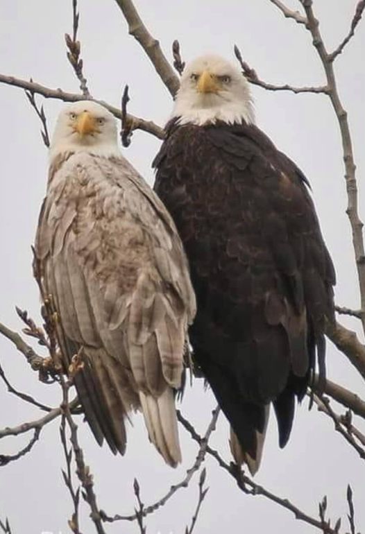 ../bpa_graf/AnimalBirdFish/Aquila_pair_blondMale.jpg