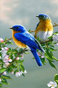 BirdyPair.jpg
