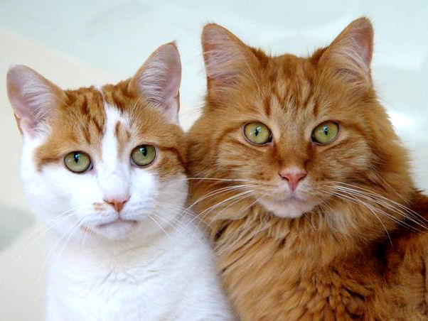 pair_FelinaRota.jpg