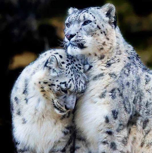 SnowLeopard_couple.jpg