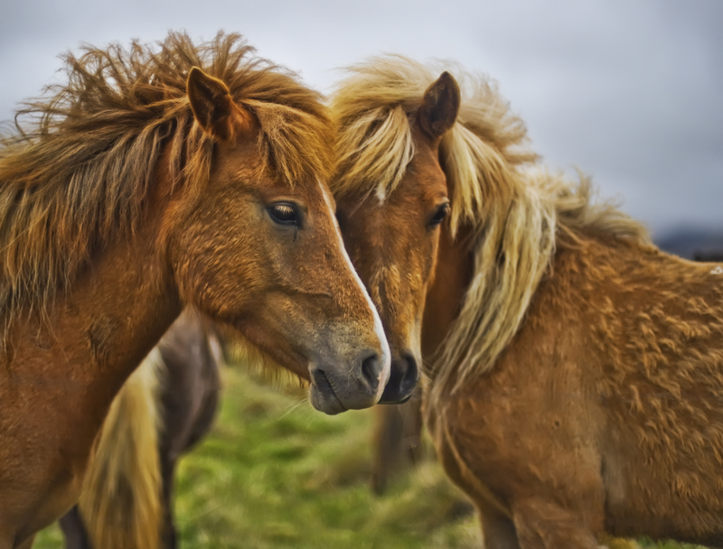 WheatHorseCouple_TreyRatcliff.jpg