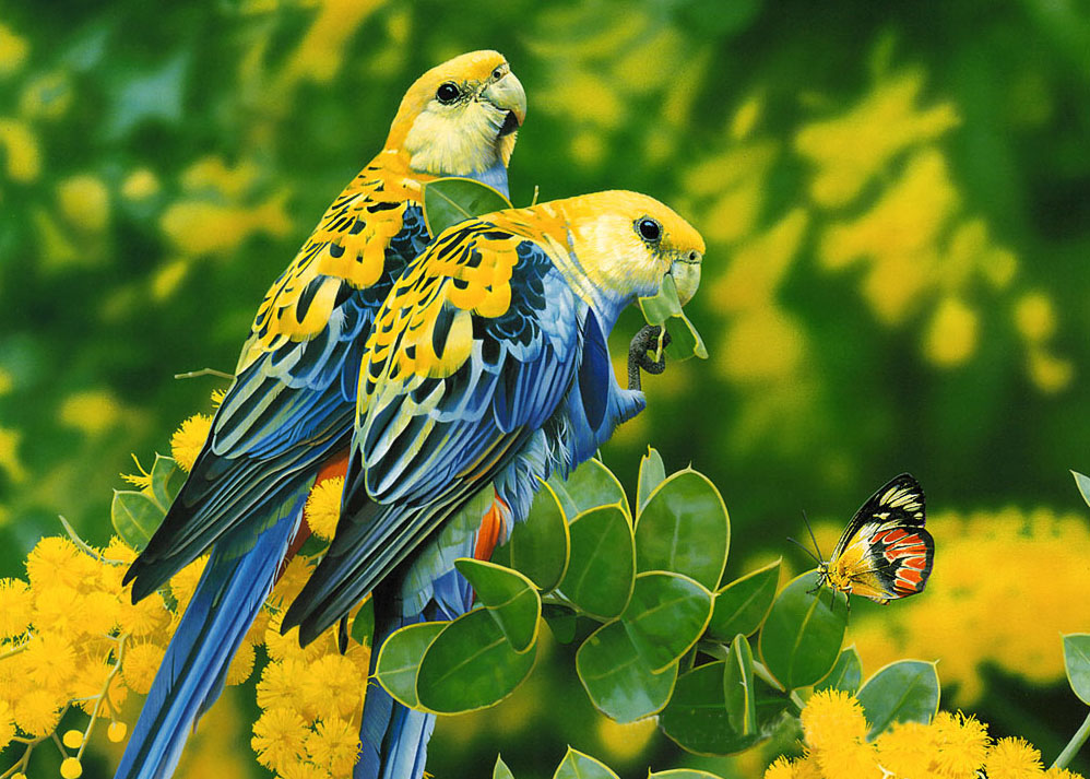 bluYeloBirdPair.jpg