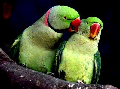 AnimalBirdFish/pair_parrots.jpg