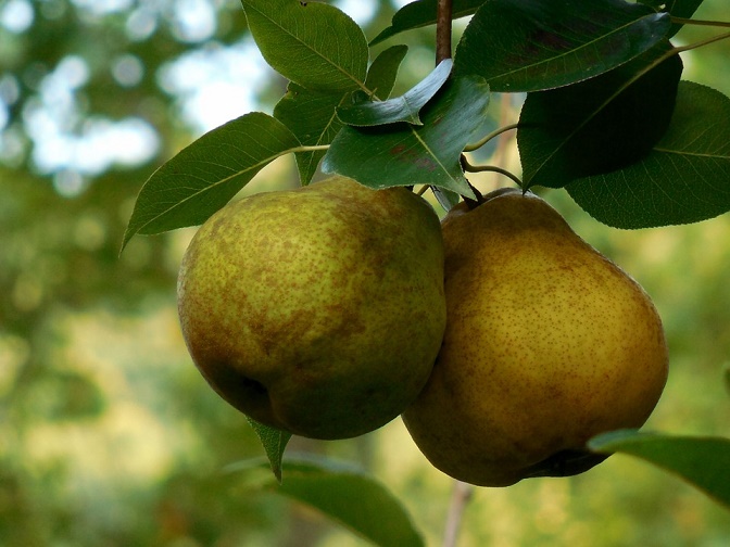 pair_pears.jpg
