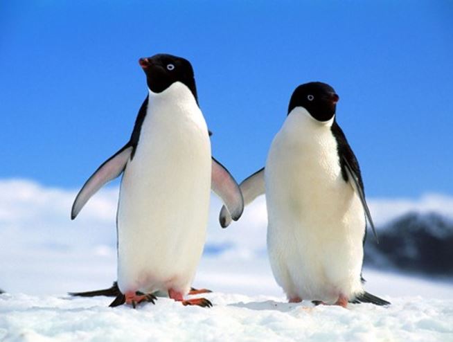 pair_penguinos.JPG