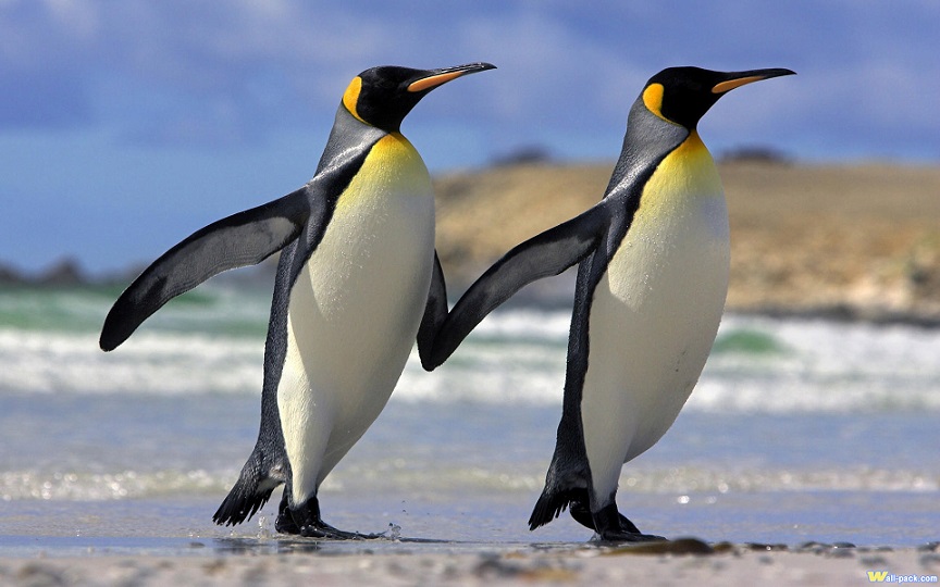 pair_penguinos1.jpg