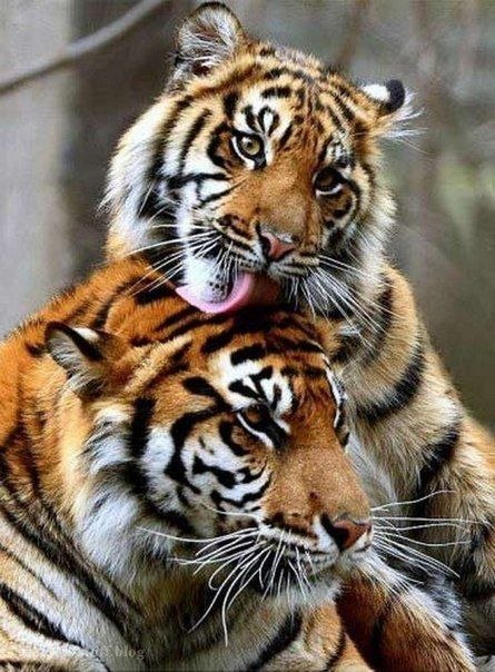 pair_tigers.jpg
