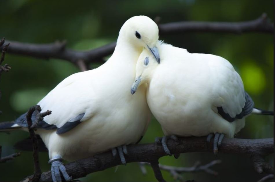 pair_whitebirds.JPG