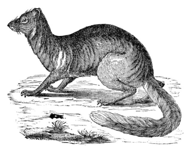 Uttarazadha_Mongoose.JPG