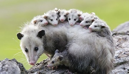 Possum_MamaBabies.jpg