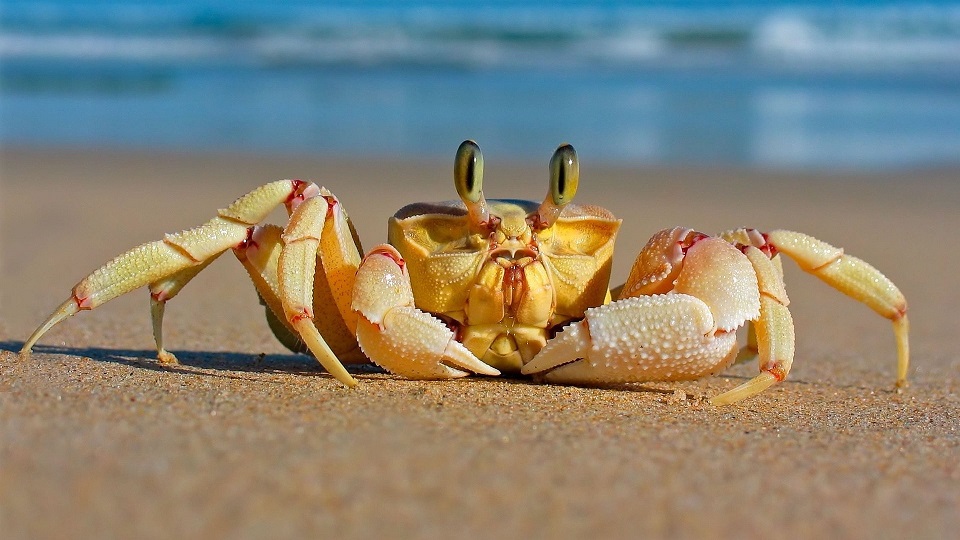 beachcrab.jpg