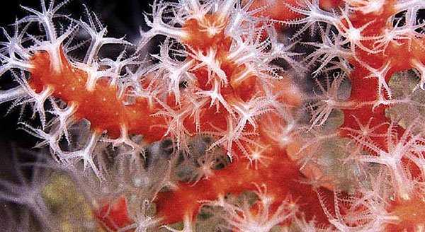 coral.jpg