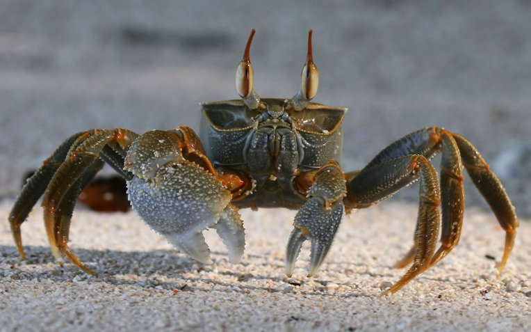 crab2.jpg