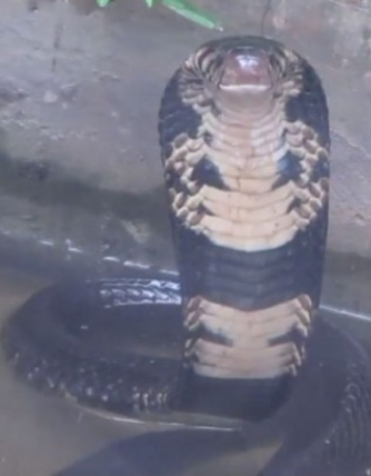 snake_ForestCobra.PNG