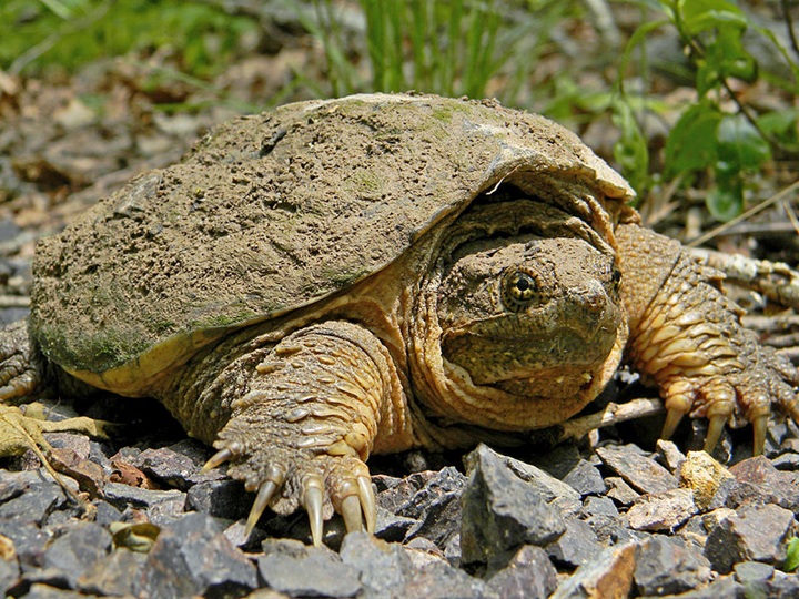 Shani_CommonSnappingTurtle.jpg