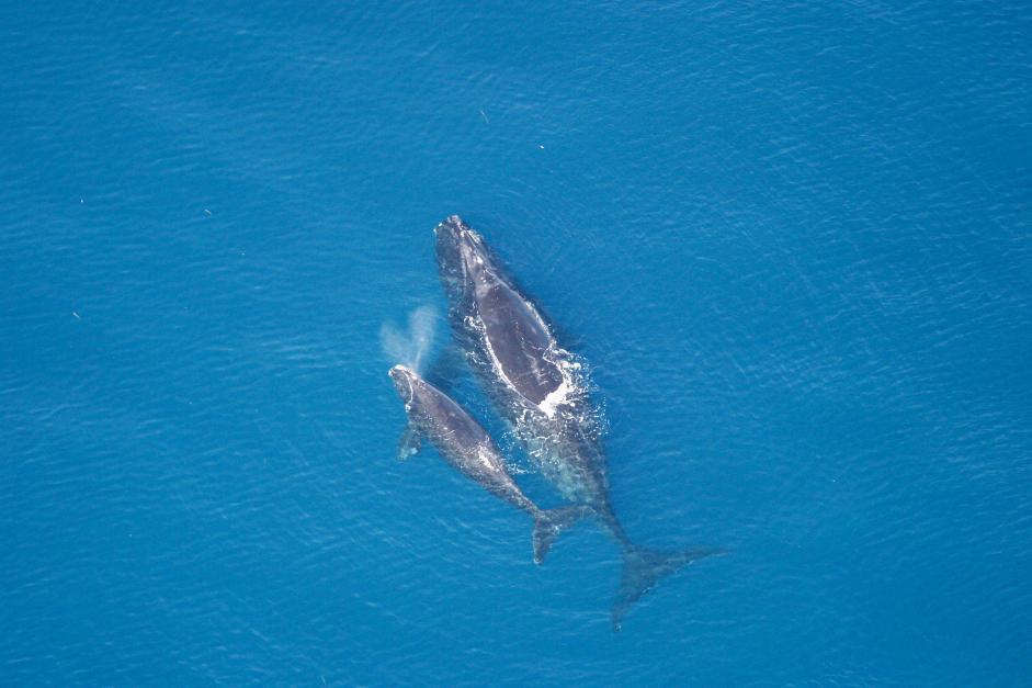 ChandrMeena_rightwhales.jpg