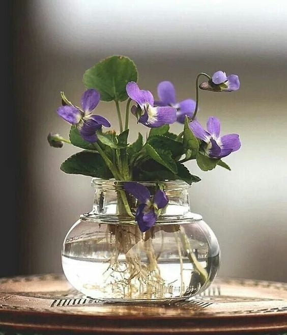 artifact_violets_roots_vase.jpg