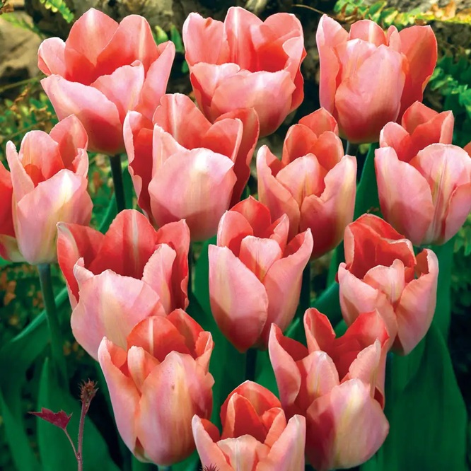 Fleur_13_apricotTulipz.jpg
