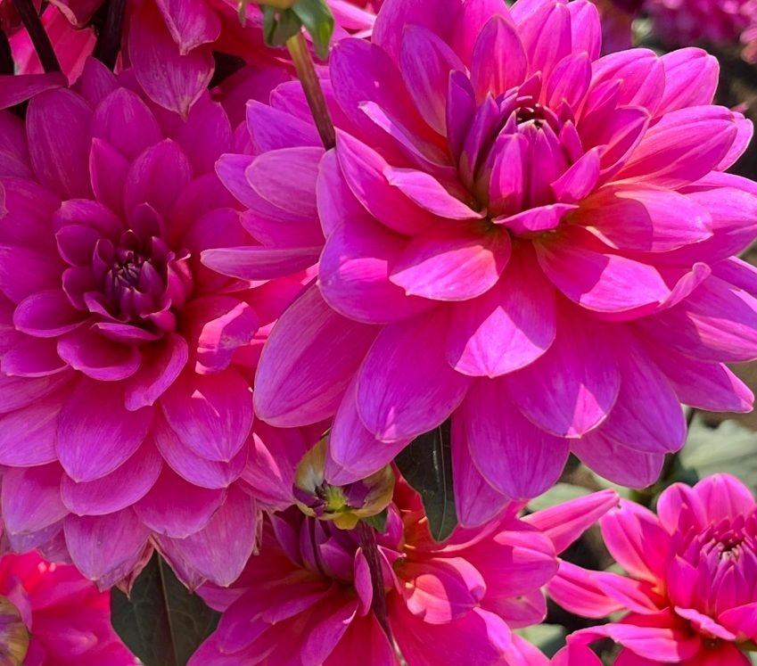 Fleur_2_Cha_dahlia.jpg