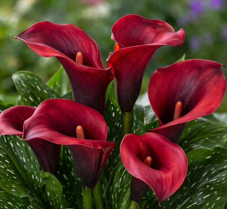 Fleur_5_Ma_callaLilly.png