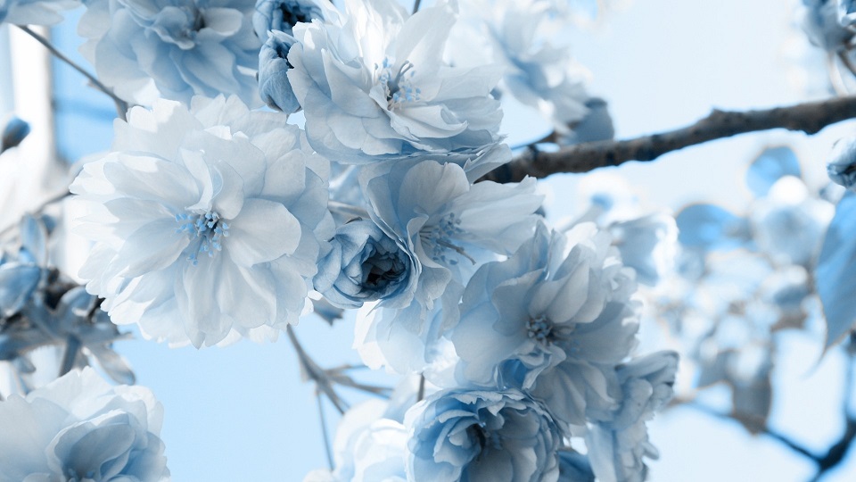 Fleur_Bleu.jpg