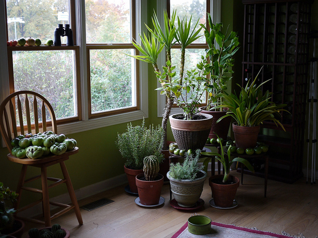 Fleur_houseplants.jpg