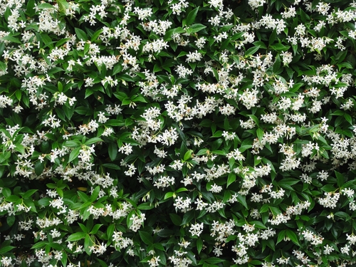 budhJasminum.jpg