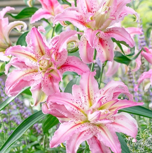 Fleur_ChaBu_daylili.jpg