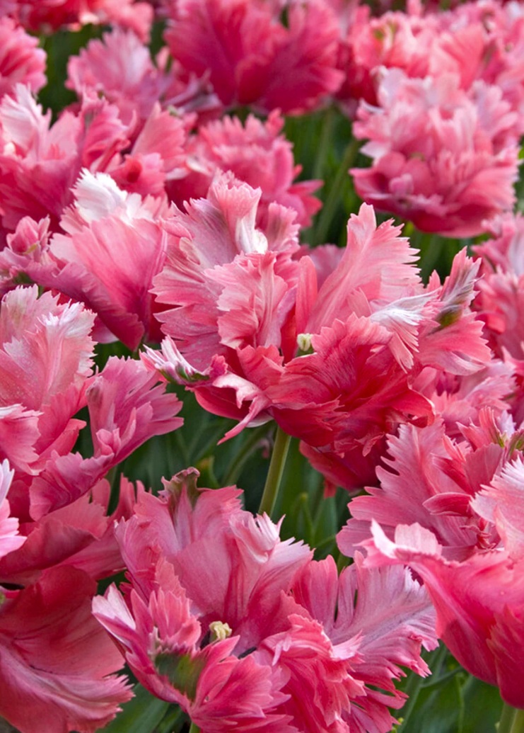 Fleur_ChaCha_Tulip.jpg