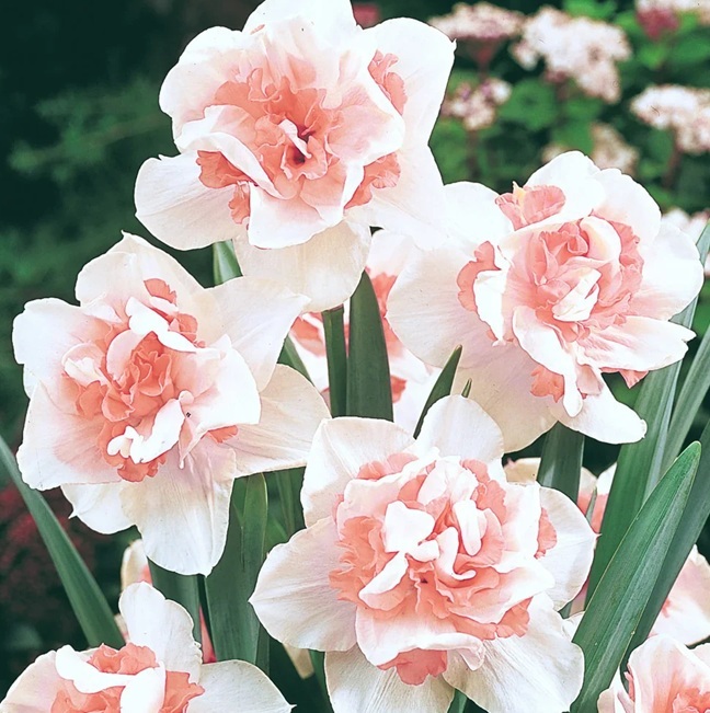 fleur_ChaDaffod_Blush.jpg