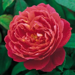 Fleur_Hibis_Rosa.jpg
