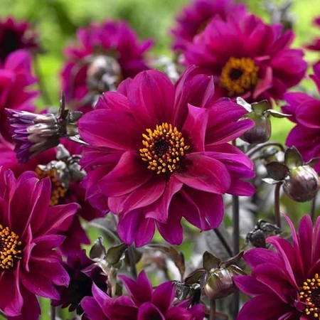Fleur_ChaMa_dahliaMagenta.jpg
