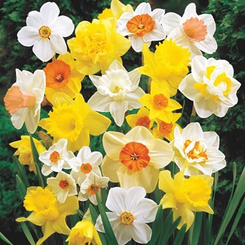 Fleur_DhanusDaffodils.jpg