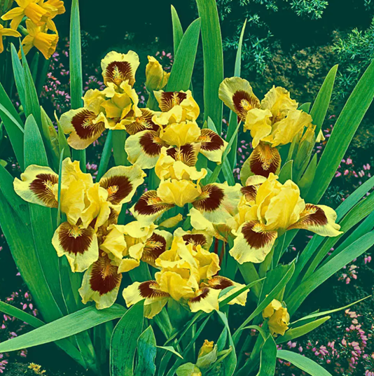 Fleur_GuBu_Iris.png