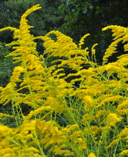 Fleur_GuBu_goldenweed.jpg